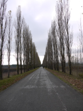 Tree lined road