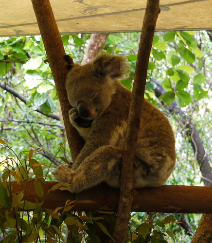 koala sleeping