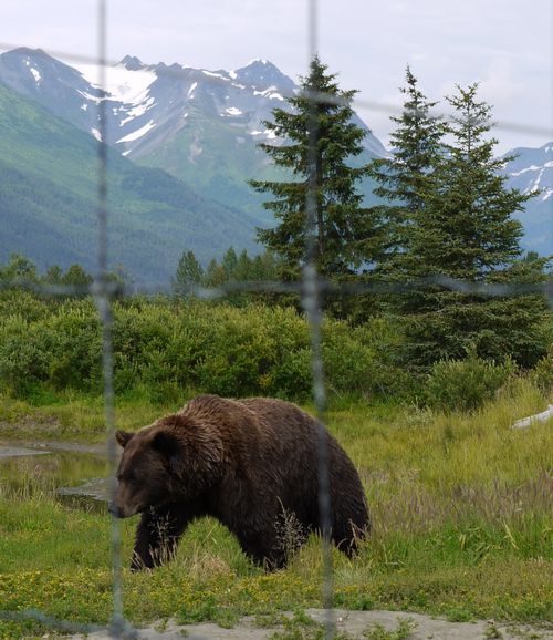 Brown bear - Grizzly - in captivity - near Anchorage, Alaska