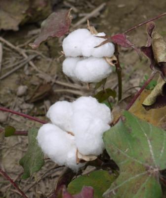 Cotton buds - web