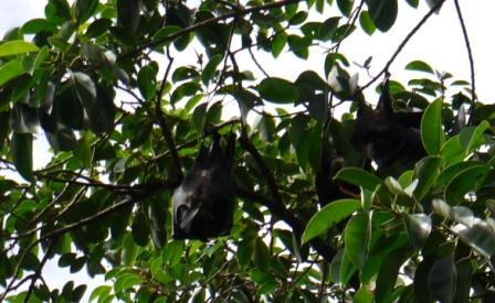 Fruit bat - web